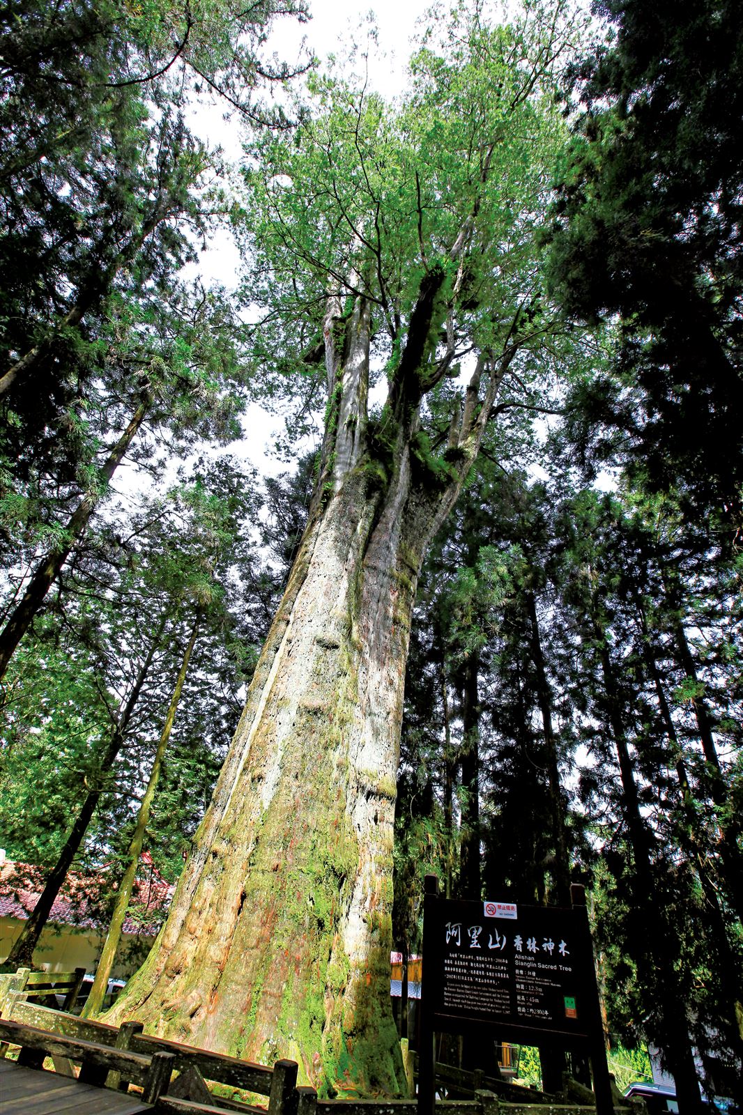 阿里山國家森林遊樂區巨木群步道